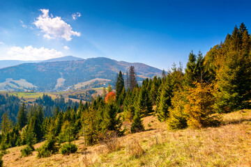 Wall Mural - landscape with coniferous forest behind the meadow in autumn. sunny day. nature background with blue sky and borzhava ridge of ukraine. transcarpathia alpine woodland