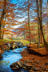Wall Mural - mountain river in autumn forest. carpathian nature scenery in fall season. rocks in the water that flows through primeval beech woods on a sunny day