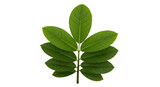 Isolated Stem with Leaflets, Green Natural Decorative Plant, Fresh and Beautiful, Nature