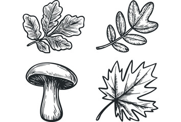 Wall Mural - Sketch of Autumn Leaves and Mushroom. Vector hand drawn illustration