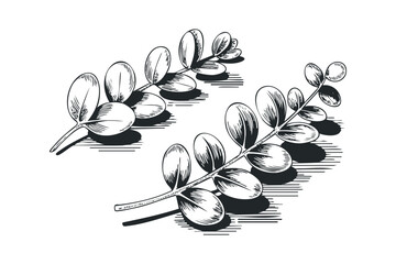 Wall Mural - Two Sketchy Botanical Branches with Oval Leaves and Shadows. Vector hand drawn illustration