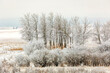 © Connect Images - Frost-covered trees and bushes on a snowy winter landscape under a cloudy sky. West of Calgary, Alberta, Canada