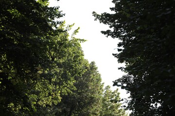 Wall Mural - Beautiful trees with green leaves growing outdoors, low angle view