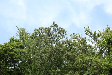 Wall Mural - Beautiful trees with green leaves growing under light blue sky, low angle view
