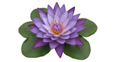 Isolated purple water lily with green lily pads, floral beauty in a tranquil pond, flora