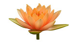 Isolated Golden Lotus with Open Petals on Green Stem, Nymphaea mexicana aquatic plant