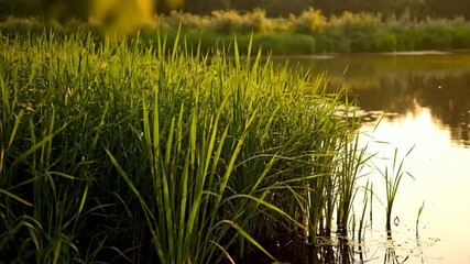 Wall Mural - tall green reeds sway gently at the pond's edge as the camera slowly tracks along, bathed in warm li