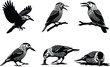 © Farzana - Woodpecker silhouette vector set, flying bird, perched woodpecker, pecking pose, forest wildlife, black and white illustration, nature clipart, animal design