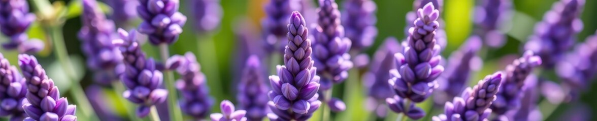 Wall Mural - Delicate lavender blossoms in full bloom, showcasing their vibrant purple hues and intricate details against a soft, blurred background, fragrant, lavender