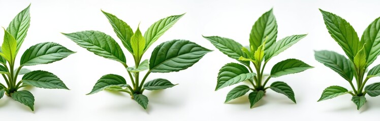 Four green tobacco plants shown with detailed leaves and stems on a white background. Healthy young plants grow upwards, isolated for agriculture or industry use.