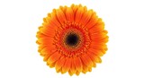Orange gerbera daisy flower isolated on white background