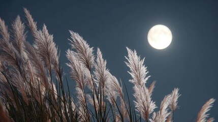 Wall Mural - A bright full moon rising in the clear autumn night sky, silver pampas grass (susuki) in the foreground swaying in the evening breeze
