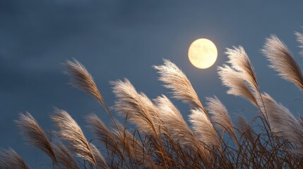 Wall Mural - A bright full moon rising in the clear autumn night sky, silver pampas grass (susuki) in the foreground swaying in the evening breeze
