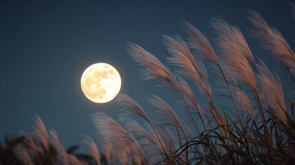 Wall Mural - A bright full moon rising in the clear autumn night sky, silver pampas grass (susuki) in the foreground swaying in the evening breeze
