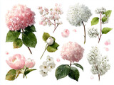 Zestaw akwarelowych ilustracji z różowymi i białymi kwiatami wiosennymi, w tym hortensje, kwiaty wiśni i róże, na białym tle.
