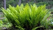 © Likaso - Lush, verdant fern cluster in a forest setting with visible tree trunks behind