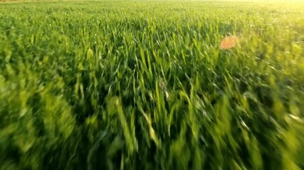 Wall Mural - Handheld tracking shot through a vast, green grassy field with tall blades swaying gently in the wind grass, documentary, texture