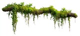Mossy log with vibrant green vines and plants hanging down against a white background
