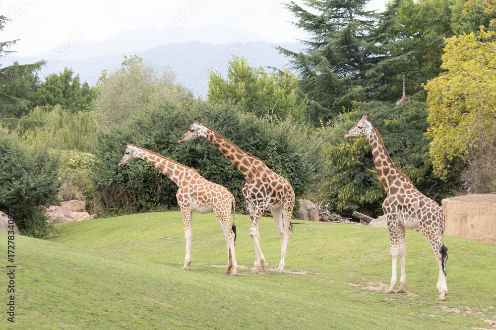 giraffes - Giraffes in the Turin Park