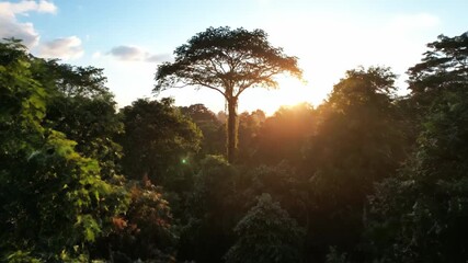 Wall Mural - Enchanting time lapse of a vibrant sunrise illuminating a dense, lush rainforest canopy, highlighting the vital natural ecosystem humid, pristine, morning