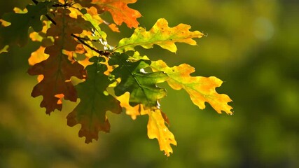 Wall Mural - Close-up view of vibrant oak leaves gently swaying in a soft breeze with a shallow depth of field natural, commercial, renewal