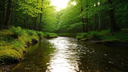 Wall Mural - A gentle forest river flows continuously as sunlight plays on its surface, reflecting the changing day in a tranquil nature timelapse background, foliage, wilderness