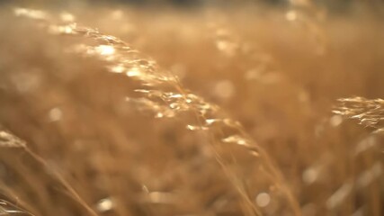 Wall Mural - A close-up, shallow depth of field shot captures tall, dry grass blades swaying rhythmically in a strong, unseen wind texture, shallow depth of field, wild