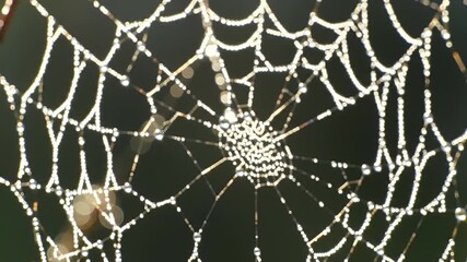 Intricate spiderweb glistening with dewdrops in the morning light 4k footage