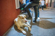 A dog resting on public streets with people, in Guanajuato City, Mexico.
