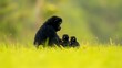 © MaM AL - A mother ape with her two young offspring in a grassy field