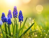 Vibrant blue hyacinths in a grassy meadow bathed in golden sunlight