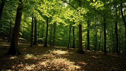 Wall Mural - mesmerizing timelapse of sunlight dappling through dense forest canopy, creating shifting patterns o