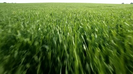Wall Mural - Handheld tracking shot through a vast, green grassy field with tall blades swaying gently in the wind pattern, spring, outdoor
