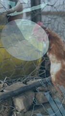 Wall Mural - Animation of infographic interface over hen walking and pigs in cage at poultry farm