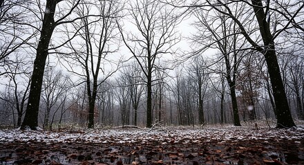  Snowy forest landscape