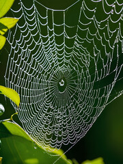 spider web