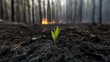 © Sirichat. Camphol - Resilience after wildfire new sprout emerges from burnt earth forest nature photography smoky background close-up hope and renewal