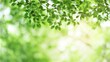 © miaowei - bokeh. An abstract nature scene with blurred trees and soft sunlight creating a dreamy effect. travel magazines, destination branding, designed for travel destination branding.