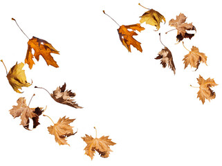 Wall Mural - leaf one falling flying in autumn saason isolated for background