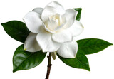 A perfect single gardenia flower with lush white petals, dark brown stem, and vibrant green leaves, presented in full bloom and isolated on a light gray background.