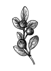 Canvas Print - blueberry branch ink sketch.