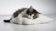 © Frenza - Weak kitten lying on soft pillow with sad expression