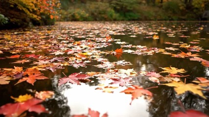 Wall Mural - wide angle tracking shot of colorful autumn leaves gently floating on a placid pond surface, a soft 