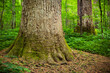 © Andrew Kornylak - The base of a huge old growth tulip polar tree in Joyce Kilmer Memorial Forest, North Carolina