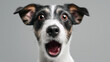 © Kevin - Surprised dog studio portrait with mouth open and wide eyes