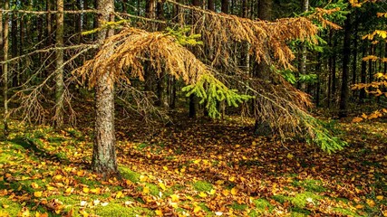 Wall Mural - Subtle browning of pine needles and fallen leaves on the forest floor, marking the quiet transition into autumn in a seasonal timelapse time passing, nature, wilderness