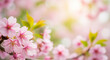 © Parvej vai - Soft focus pink cherry blossoms with gentle sunlight and green leaves
