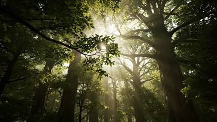 Wall Mural - slow upward tilt revealing the dense, remote ancient forest canopy, with sunbeams filtering through 
