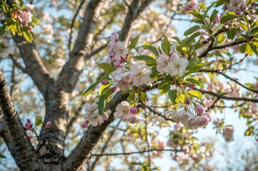 Wall Mural - Springtime bloom of an apple tree