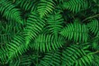 © The 2R Artificiality - Lush green fern fronds forming a natural botanical design